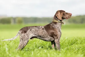 German Shorthaired Pointer